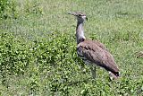 Kori Bustard